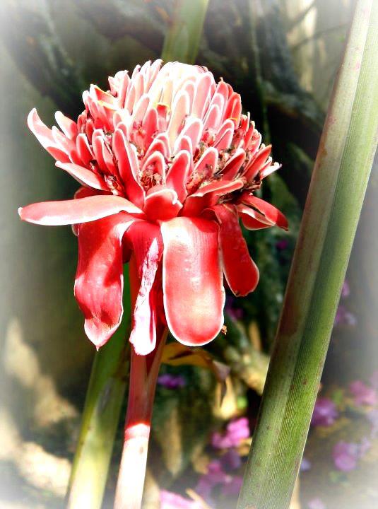 Name:  Seastar 10.jpg
Views: 316
Size:  59.4 KB