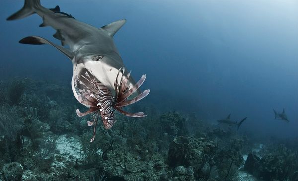 Name:  sharks-eating-lionfish-mouth-open.jpg
Views: 664
Size:  30.8 KB