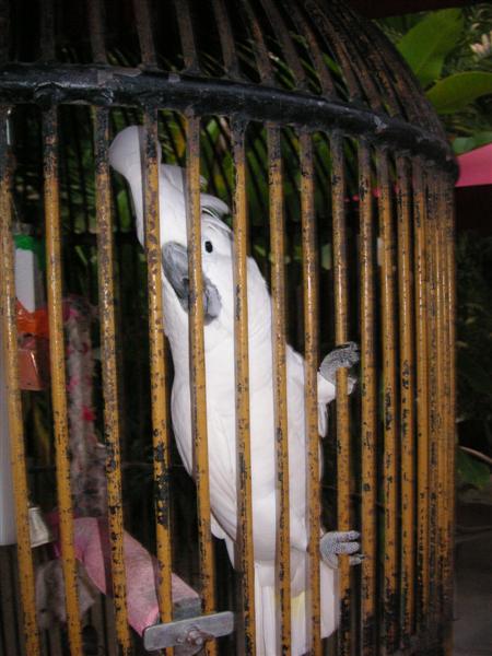 Name:  Negril November 2008 208 (Medium).JPG
Views: 690
Size:  57.0 KB