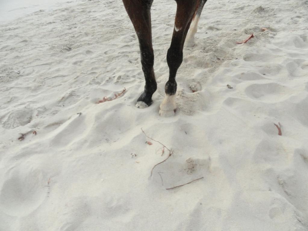 Name:  horse feet.jpg
Views: 375
Size:  74.2 KB