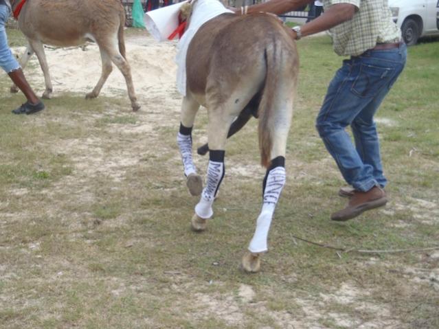 Name:  donkey.jpg
Views: 672
Size:  50.5 KB