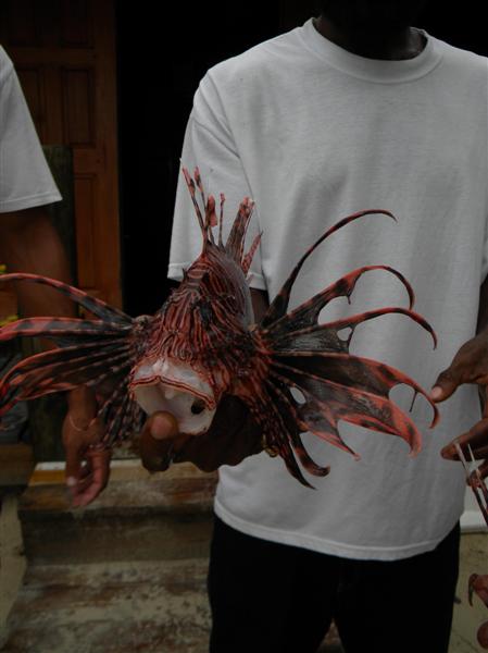 Name:  lionfish1 (Medium).JPG
Views: 599
Size:  39.8 KB