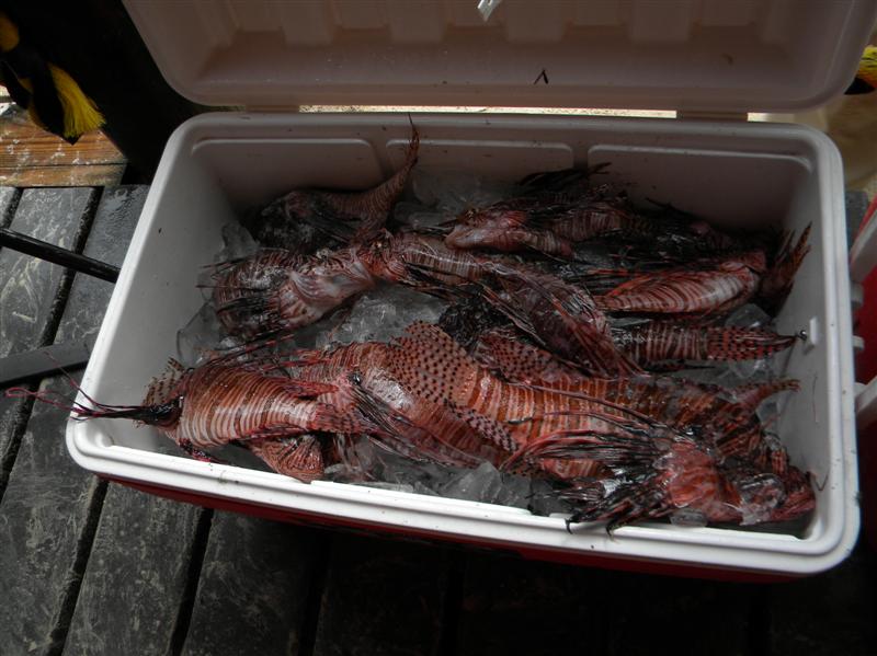 Name:  lionfish3 (Medium) (2) (Medium).jpg
Views: 593
Size:  80.3 KB