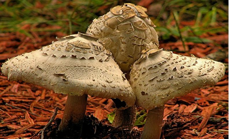 Name:  Mushroom Photo for Magazine Contest-Mushrooms (Small).jpg
Views: 237
Size:  79.4 KB