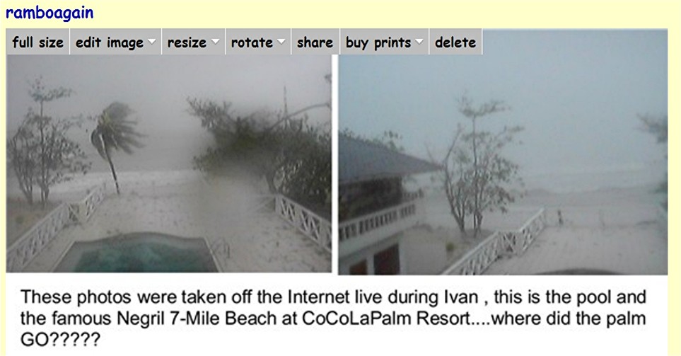 Name:  cocopalmwind.jpg
Views: 438
Size:  84.0 KB