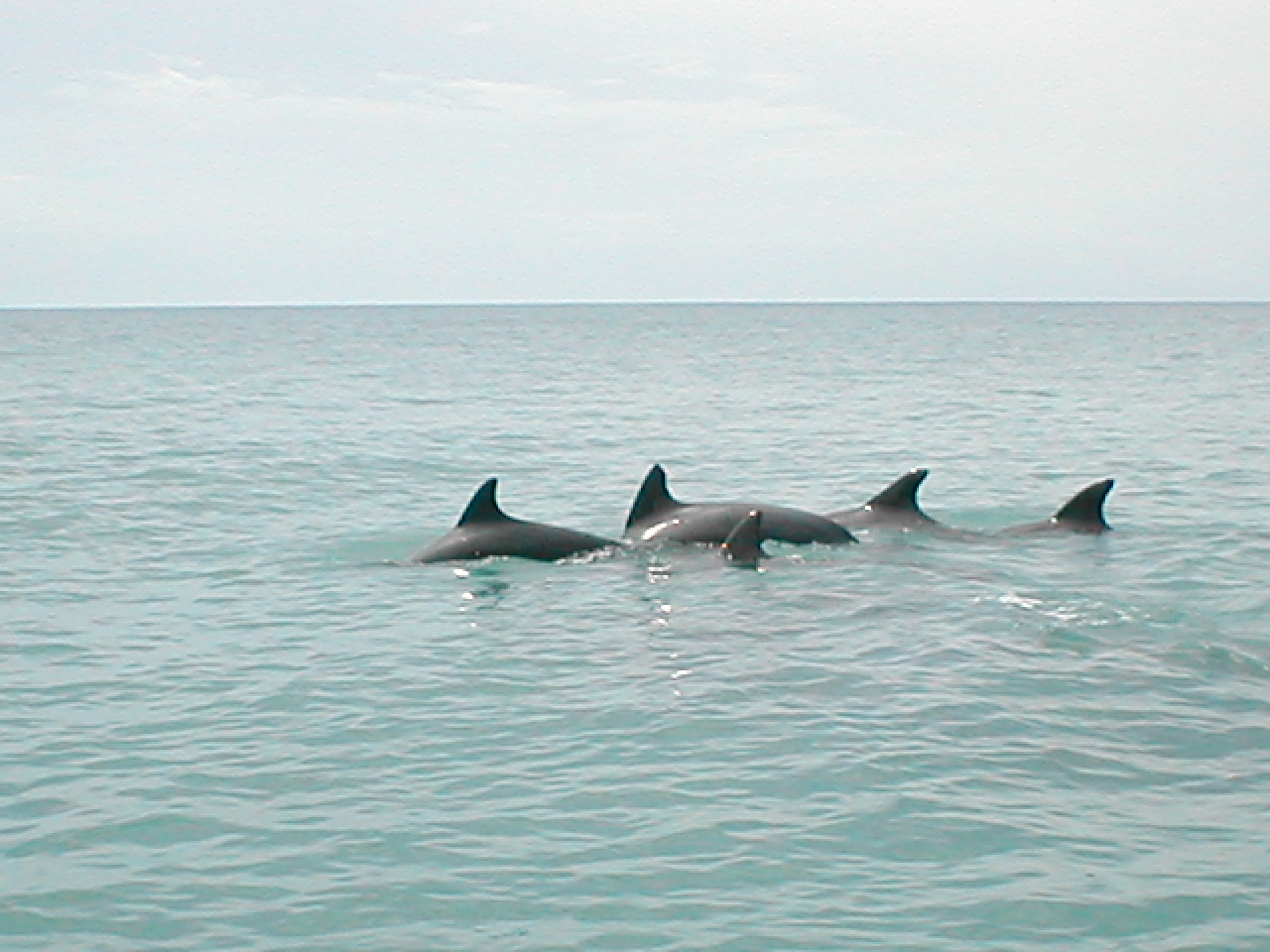 Name:  710 Dolphins off Black River.jpg
Views: 539
Size:  225.1 KB