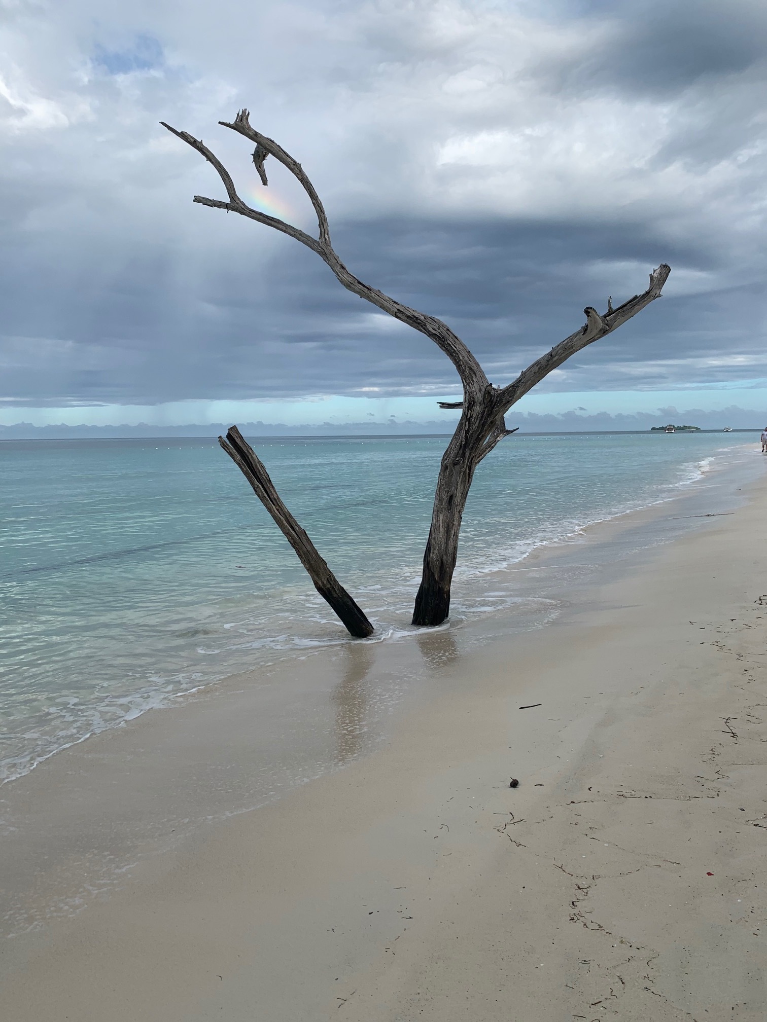 Name: Tree.jpg
Views: 1834
Size: 517.4 KB