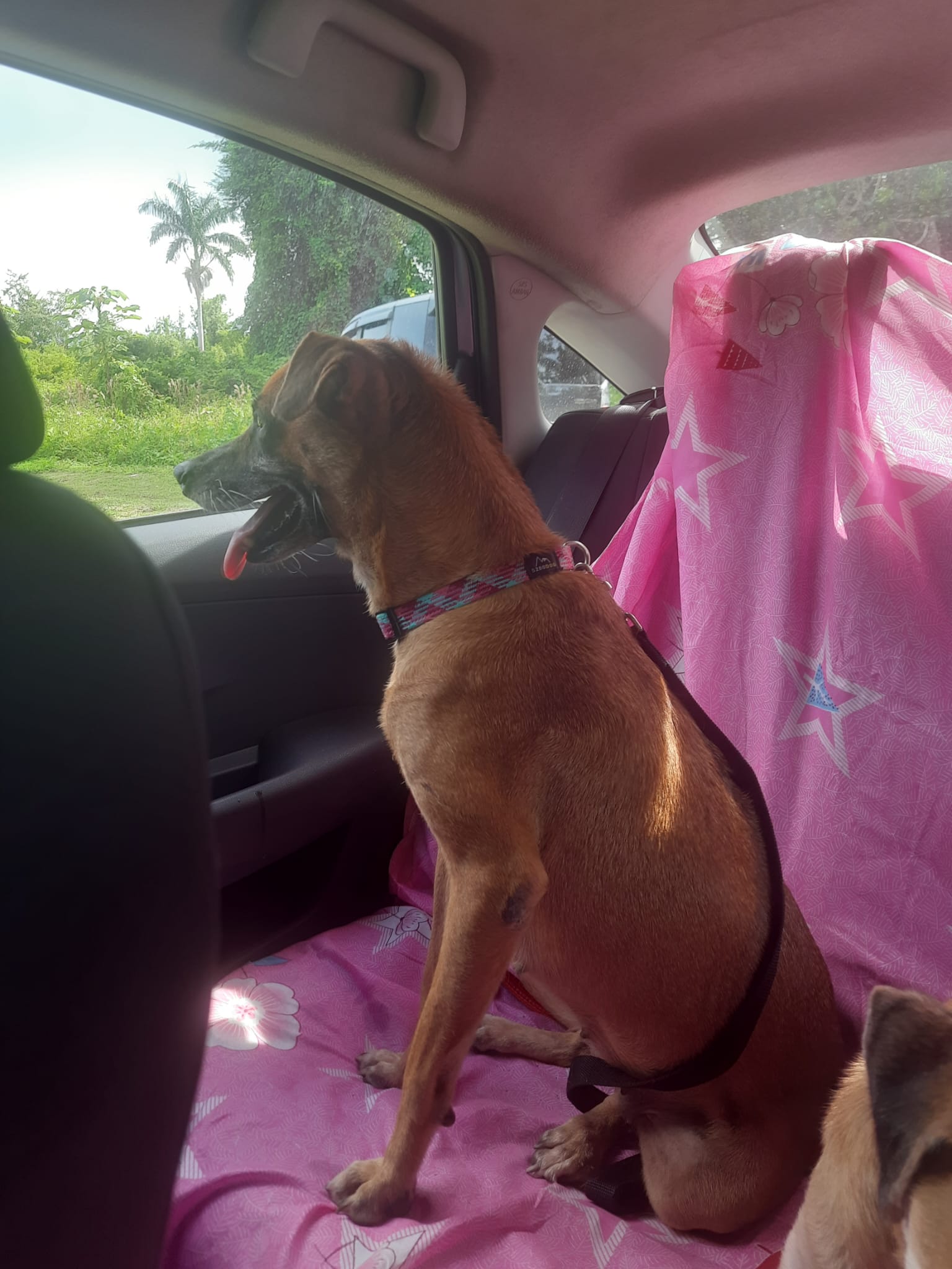 Name: 2025-09-19 Knosie.jpg
Views: 218
Size: 255.4 KB