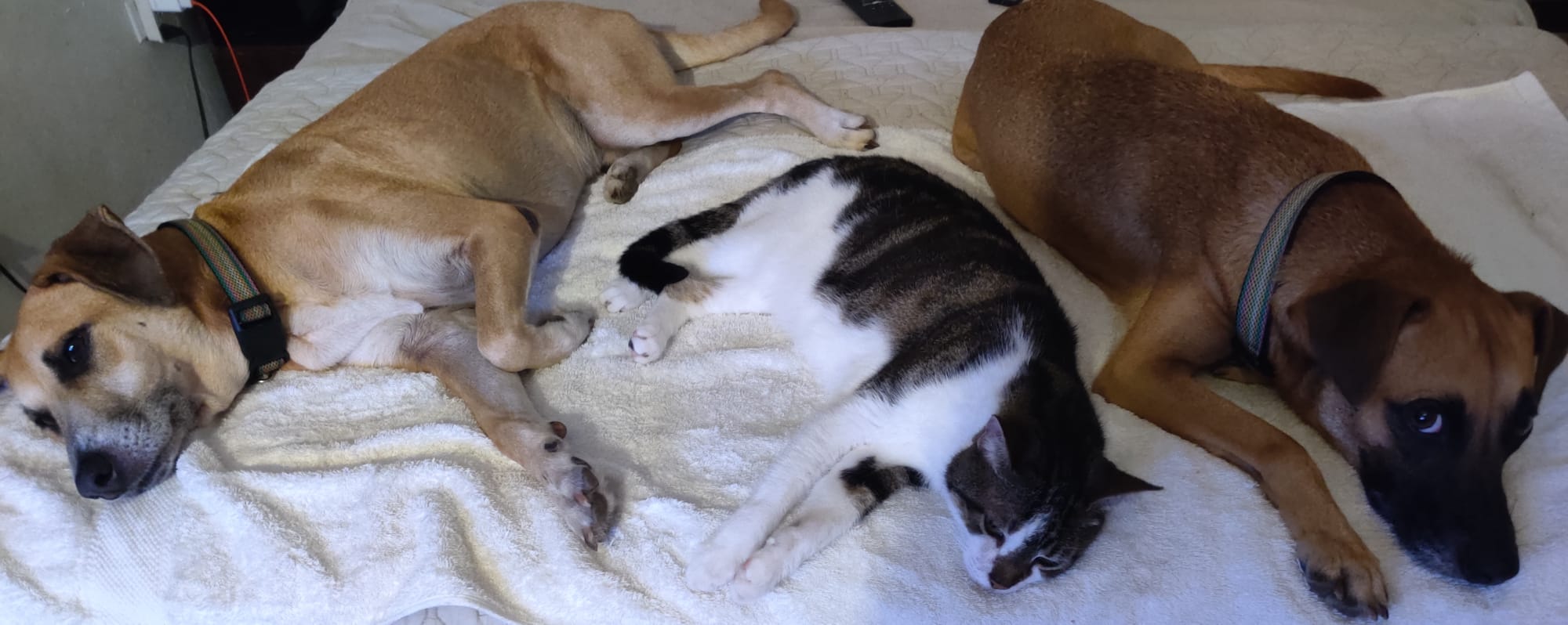 Name: KockyGingerKnosie.jpg
Views: 363
Size: 152.2 KB