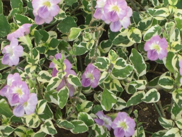 Name: 104.jpg
Views: 451
Size: 62.2 KB