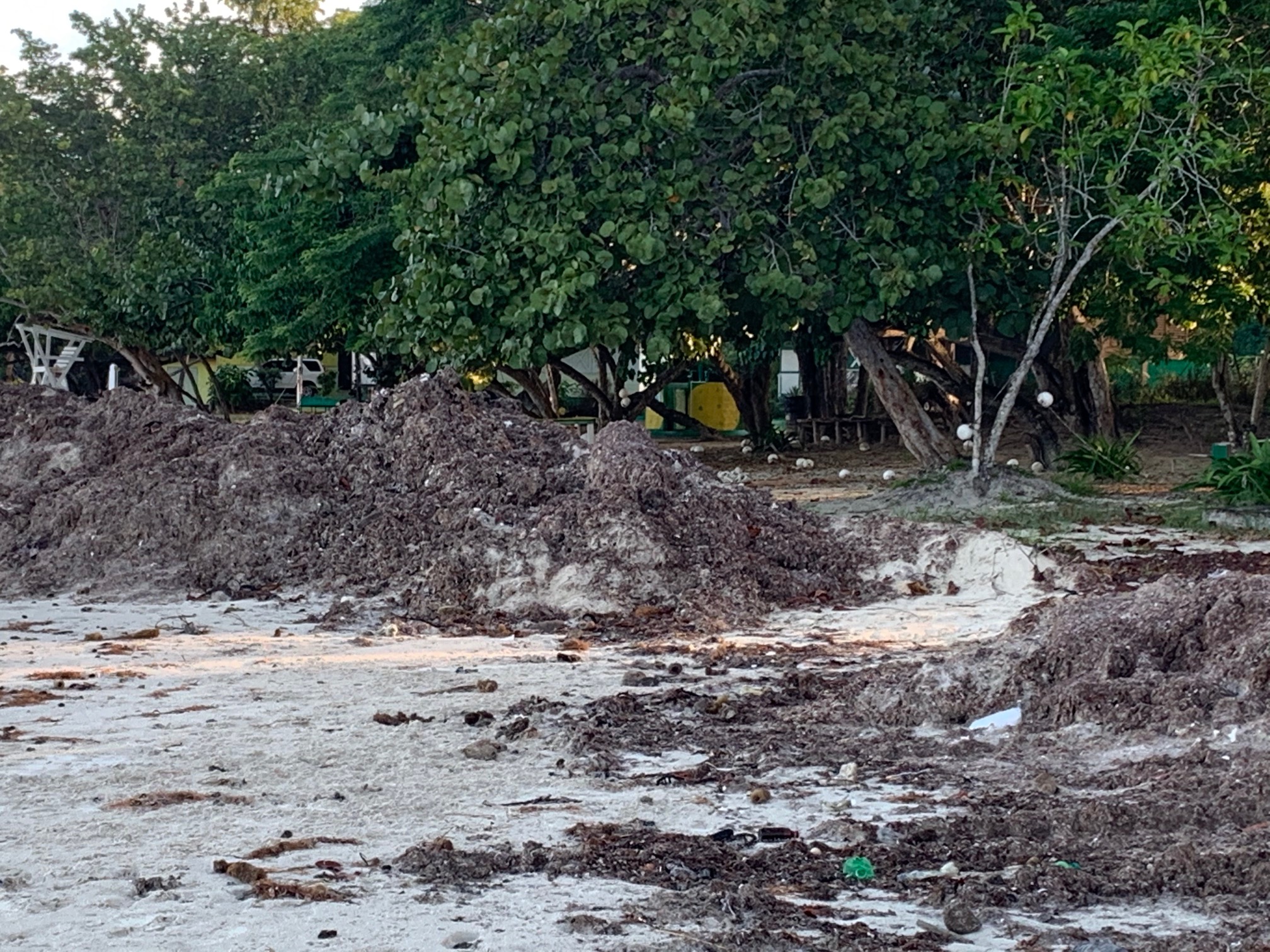 Name: Seaweed.JPG
Views: 5880
Size: 1,018.6 KB