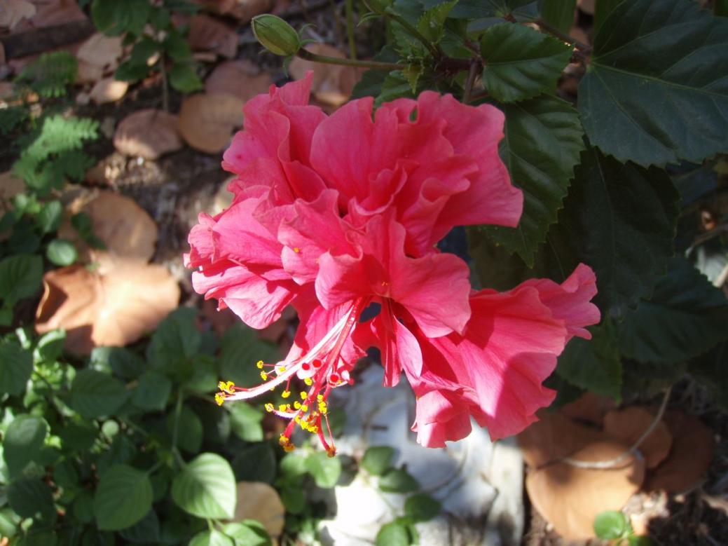 Name: P4230509.jpg
Views: 1220
Size: 85.4 KB