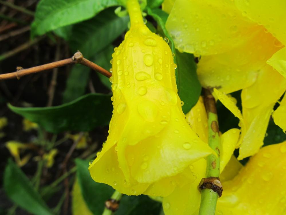 Name: rainf2.jpg
Views: 884
Size: 57.7 KB