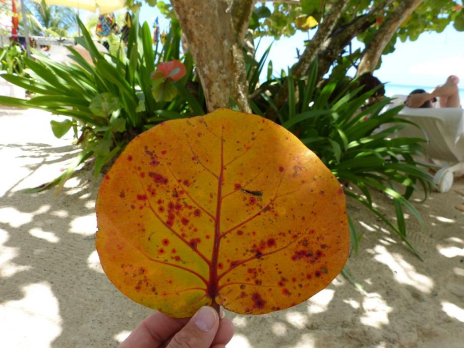 Name: P1000582.jpg
Views: 364
Size: 91.9 KB