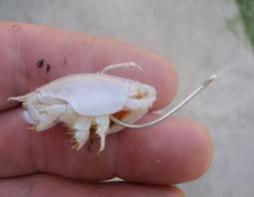 Name: sand flea.jpg
Views: 2283
Size: 5.1 KB