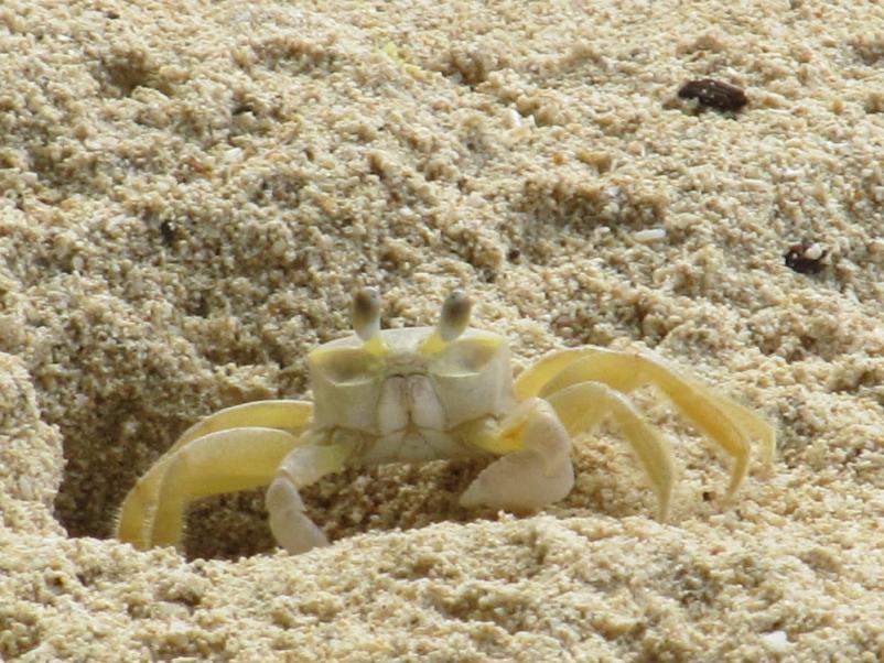 Name:  crab1.jpg
Views: 428
Size:  99.3 KB