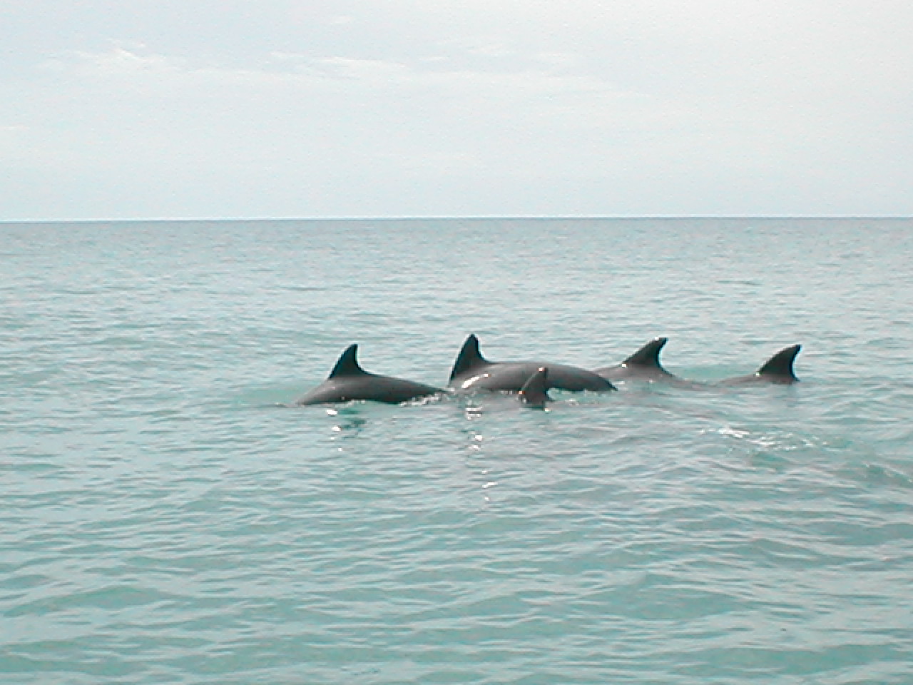 Name:  710 Dolphins off Black River.jpg
Views: 538
Size:  225.1 KB