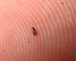 Name: noseeum.jpg
Views: 3468
Size: 6.8 KB