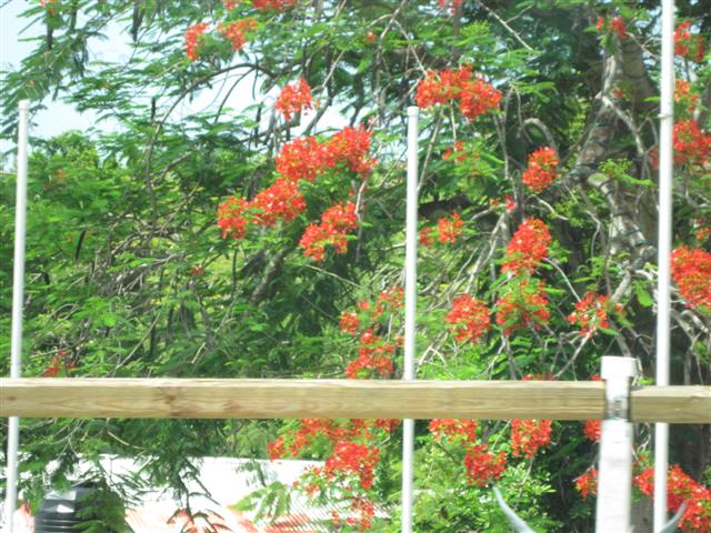 Name: Jamaica June 2011 - 048 (Small).jpg
Views: 381
Size: 90.0 KB