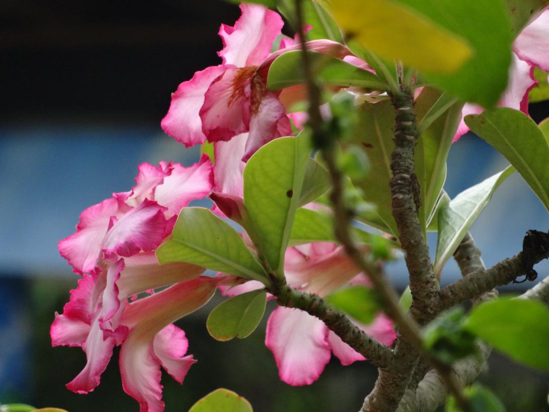 Name: DSC03309.jpg
Views: 1043
Size: 86.6 KB