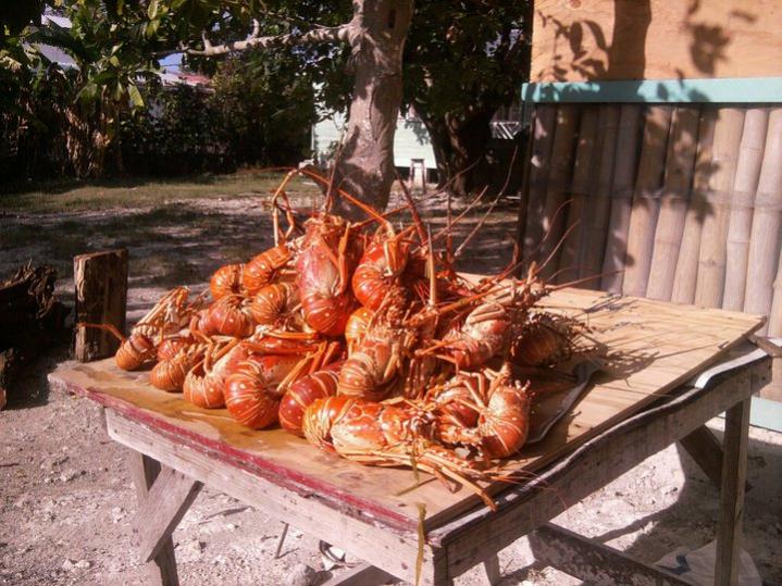 Name: lobster.jpg
Views: 518
Size: 84.8 KB