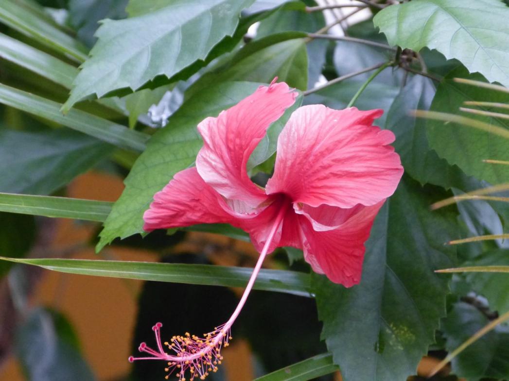 Name: P1000274.jpg
Views: 397
Size: 86.3 KB