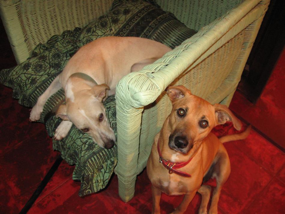 Name: Negril 2011 058.jpg
Views: 348
Size: 93.1 KB