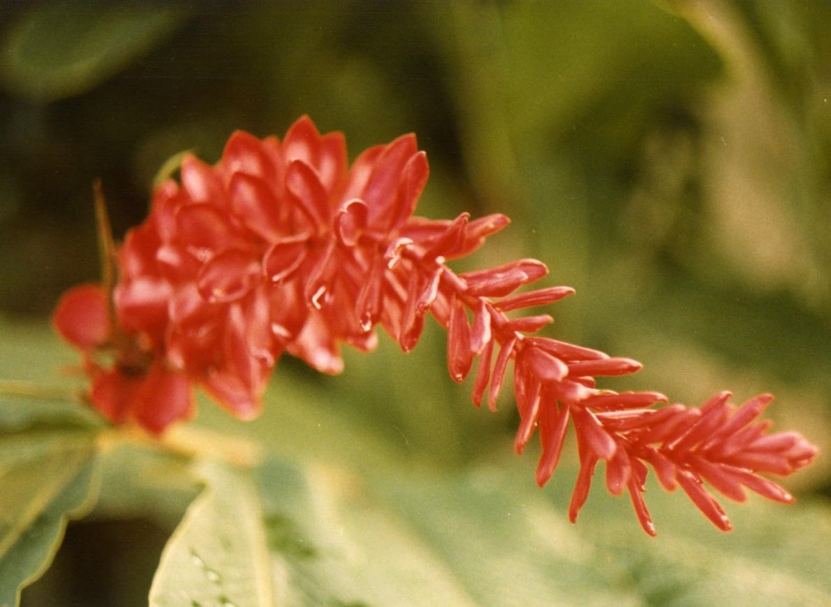 Name:  Red Flower.jpg
Views: 727
Size:  92.7 KB