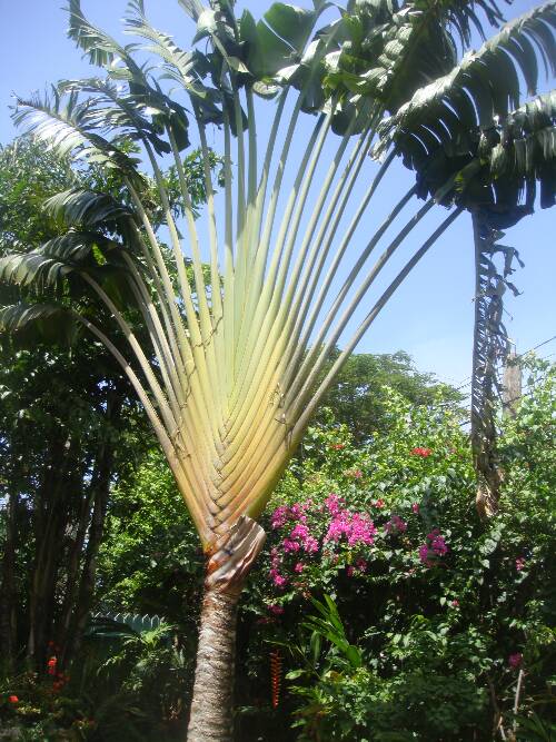 Click image for larger version.
Name: Angies photos Jamaica 2010 237.jpg
Views: 647
Size: 89.8 KB
ID: 2897