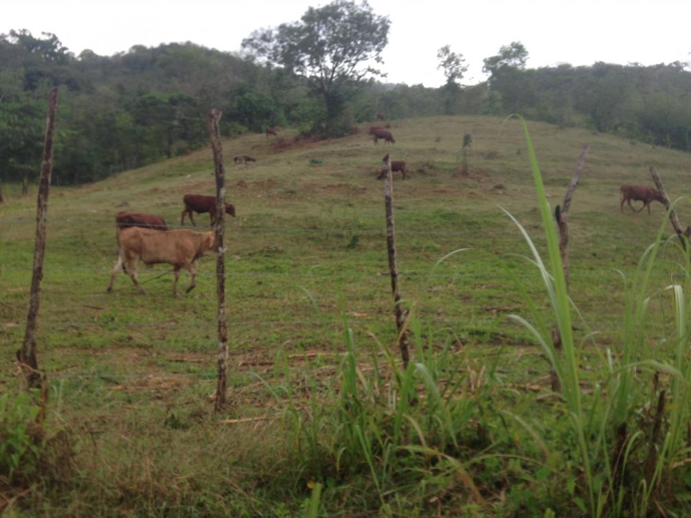 Name: Jamaican cows.jpg
Views: 446
Size: 89.3 KB