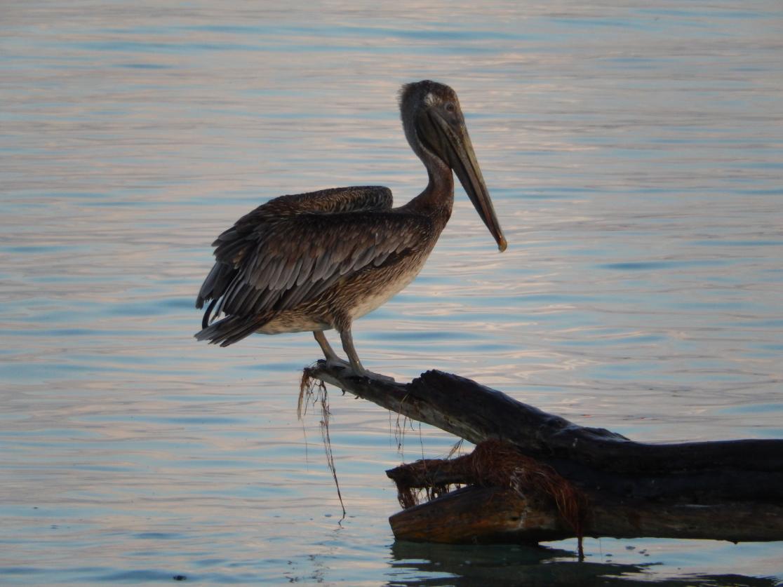 Name: DSCN0992.jpg
Views: 408
Size: 86.6 KB