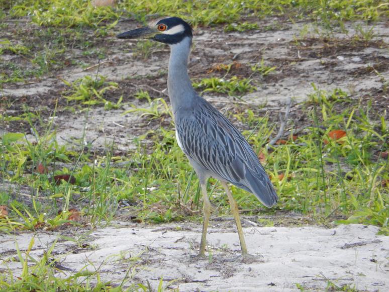 Name: DSCN1021.jpg
Views: 390
Size: 99.8 KB