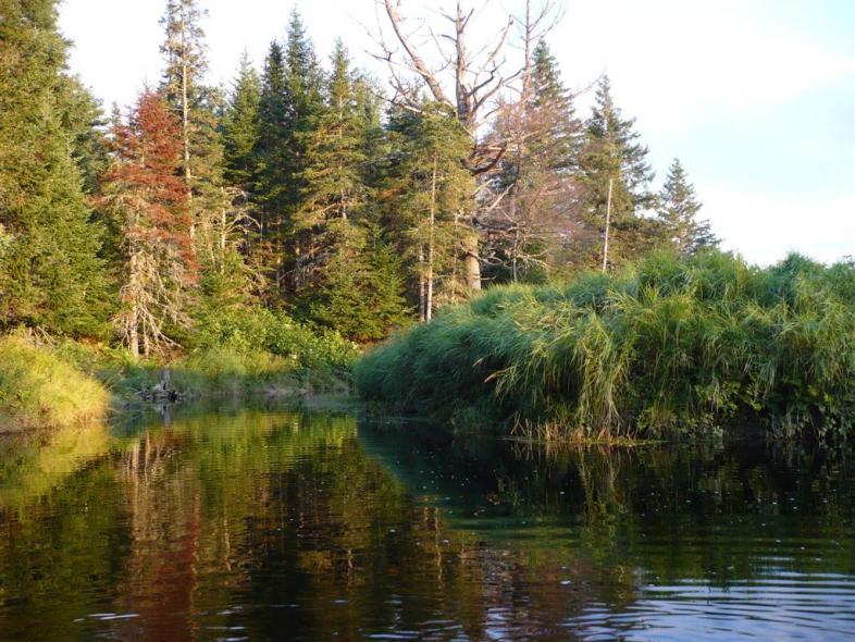 Name: New Stream (Large).jpg
Views: 962
Size: 98.4 KB