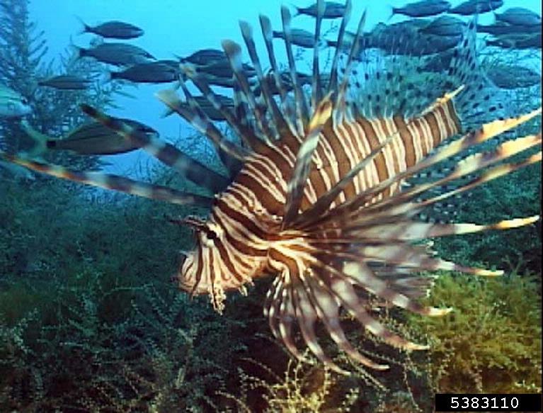 Name:  lionfish2.JPG
Views: 470
Size:  87.0 KB