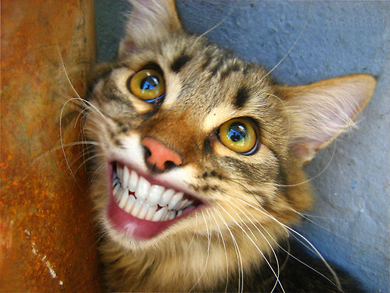 Name:  Cat smile2.jpg
Views: 4116
Size:  78.5 KB