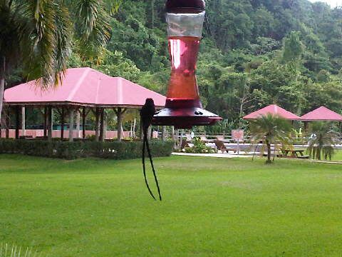 Name:  Humming Bird at YS Falls.jpg
Views: 323
Size:  42.3 KB