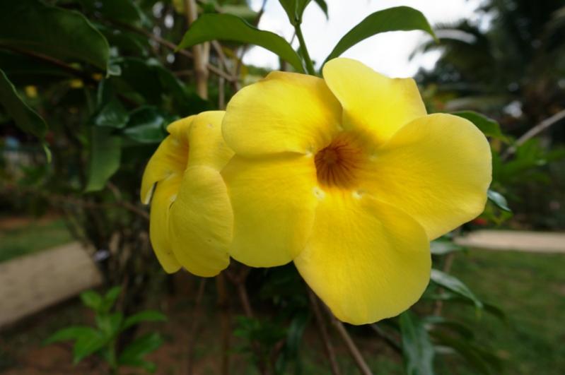 Name:  Jamaica 2013 Flower.jpg
Views: 1365
Size:  37.3 KB