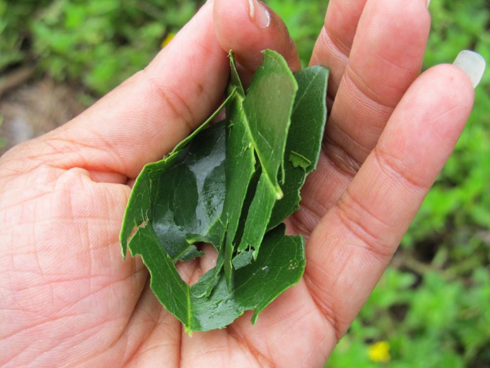 Name:  piminto aka allspice.jpg
Views: 1128
Size:  80.9 KB