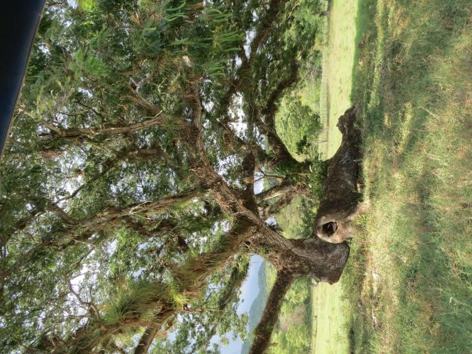 Name:  IMG_0340.jpg
Views: 688
Size:  99.1 KB