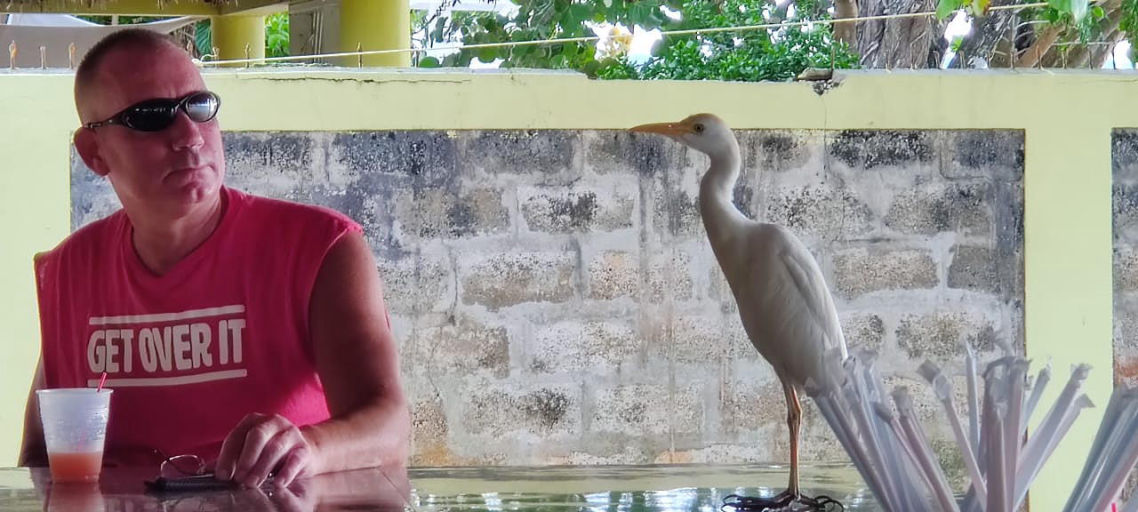 Social Egret March 31st, 2020 in Negril Jamaica