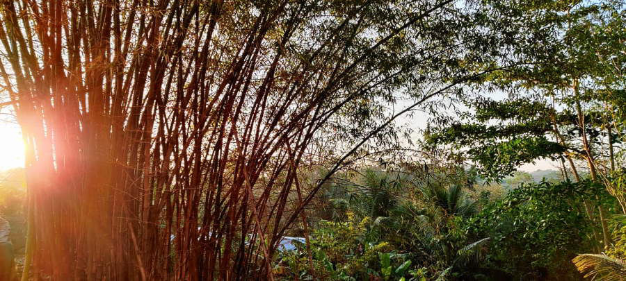 Country Morning April 18th, 2020 in Negril Jamaica