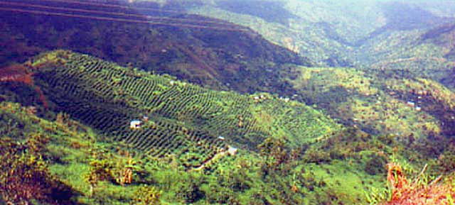 Negril Coffee Fields February 20th, 2020 in Negril Jamaica