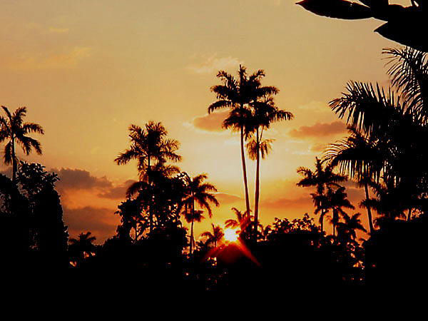 Negril A Royal Palm Sunset March 7th, 2020 in Negril Jamaica