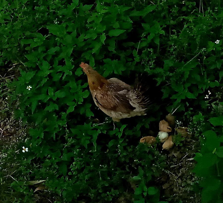 Baby Chicks August 12th, 2020 in Negril Jamaica