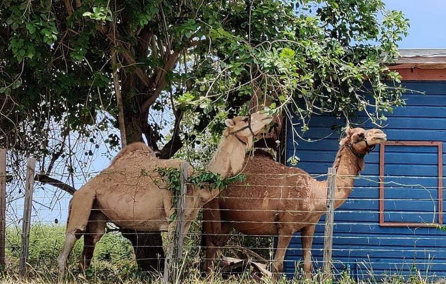 Strange Sight May 1st, 2020 in Negril Jamaica