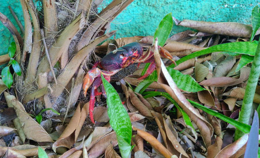 Crabby Days June 19th, 2020 in Negril Jamaica