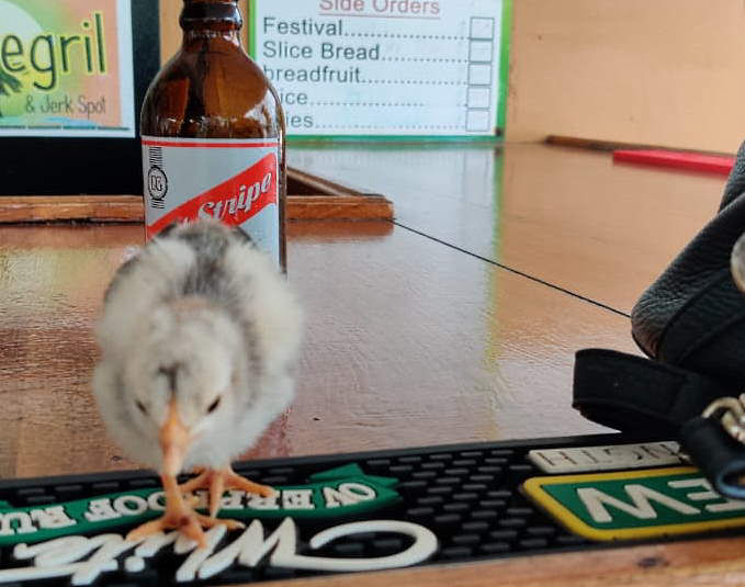 Chicken and Beer June 25th, 2020 in Negril Jamaica