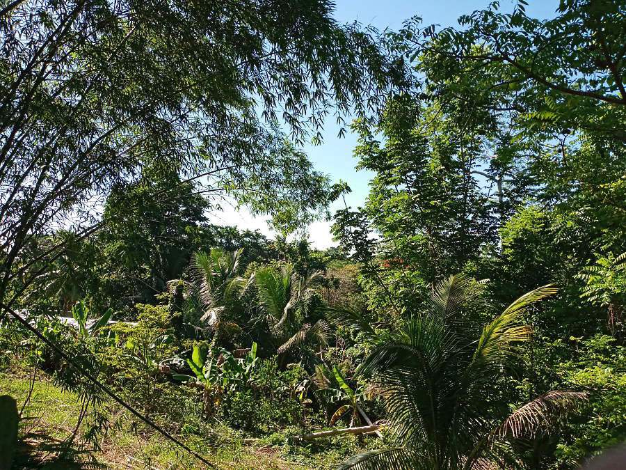 Country Morn July 3rd, 2020 in Negril Jamaica