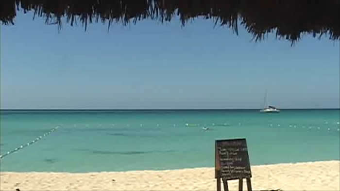 Yellow Bird on the Beach in Negril Jamaica