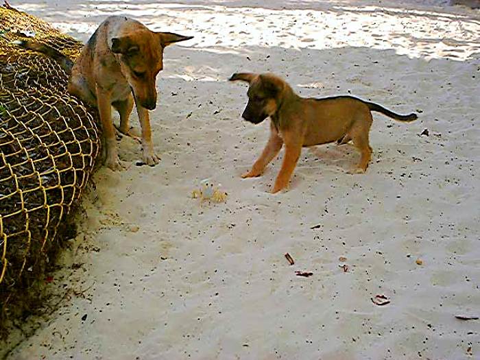 Wonderment in Negril Jamaica
